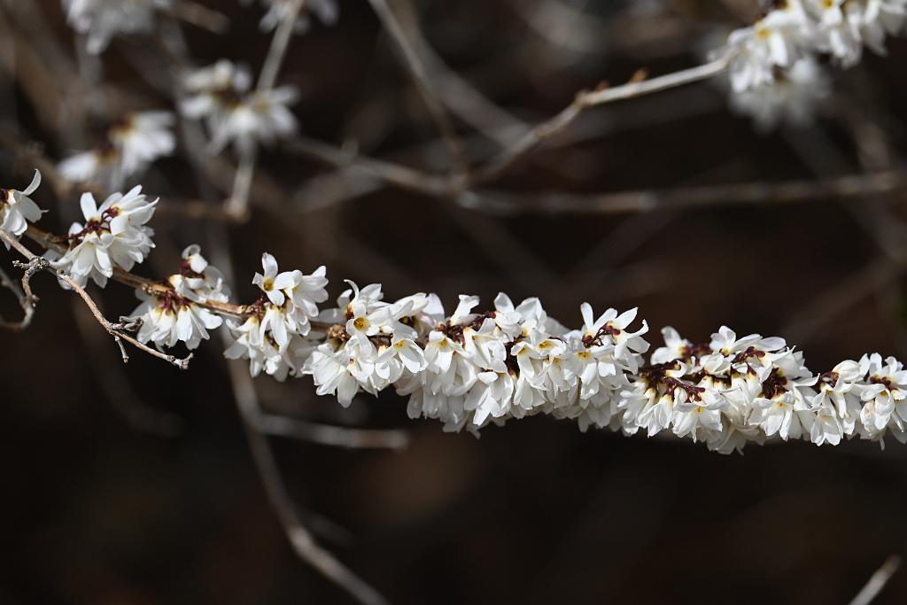 2025-04046246 Tower Hill Botanic Garden, MA.JPG - White Forsythia (Abeliophyllum distichum). New England Botanic Garden at Tower Hill, MA, 4-4-2025